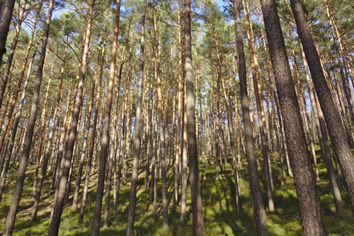 Wald und Bäume