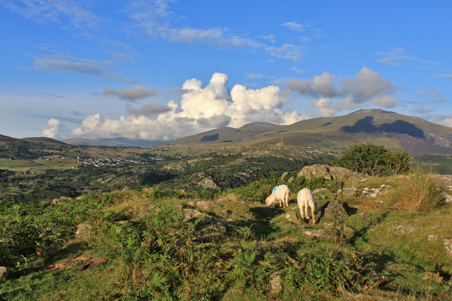  Schafe im Snowdonia Nationalpark