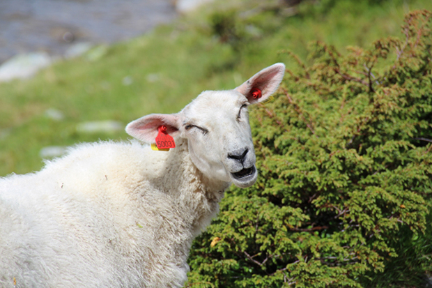 Schaf im Rondane Nationalpark Norwegen