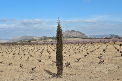 Mandelbaumplantage Spanien