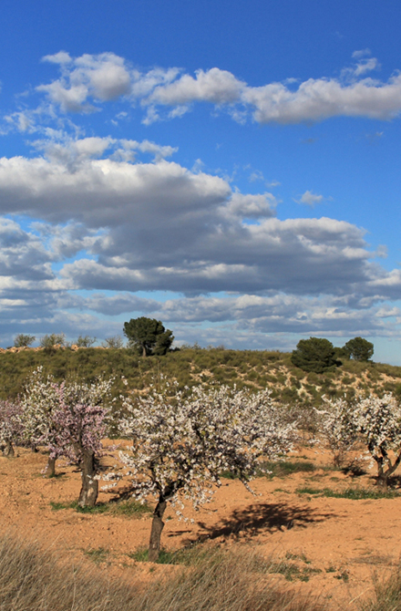 Mandelbäume in Spanien